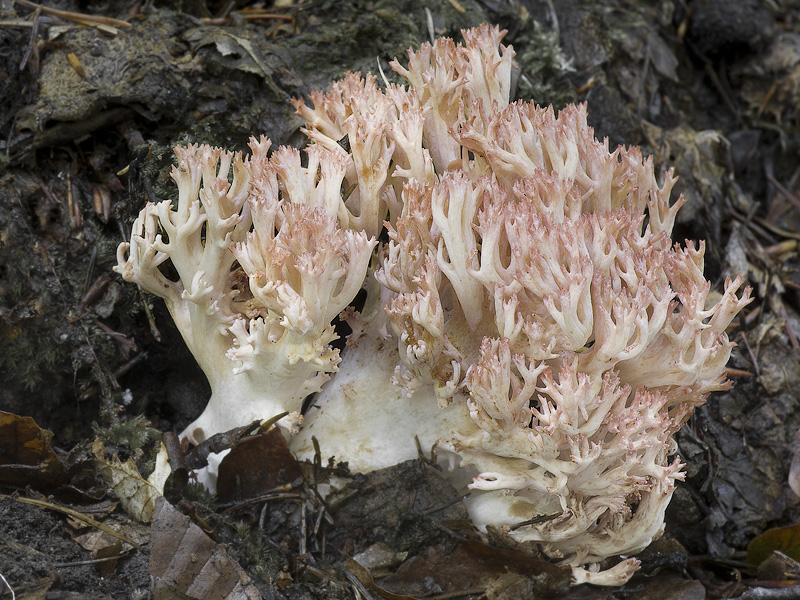 Ramaria rubripermanens